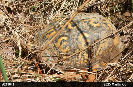 Eastern Box Turtle