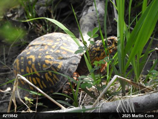Eastern Box Turtle