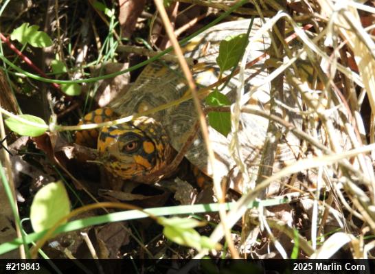 Eastern Box Turtle