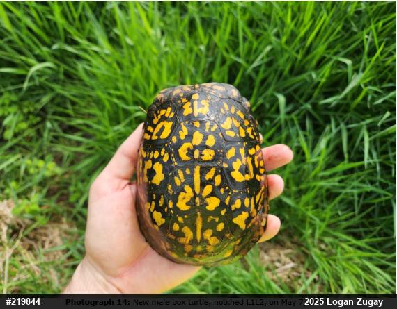 Eastern Box Turtle