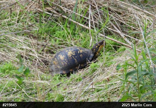 Eastern Box Turtle