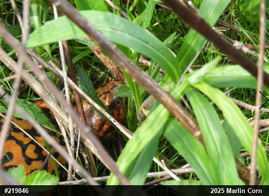 Eastern Box Turtle
