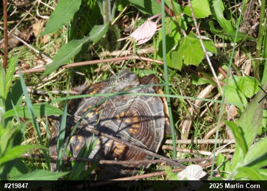 Eastern Box Turtle
