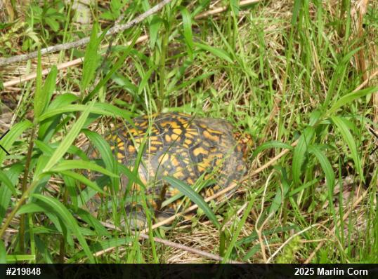 Eastern Box Turtle