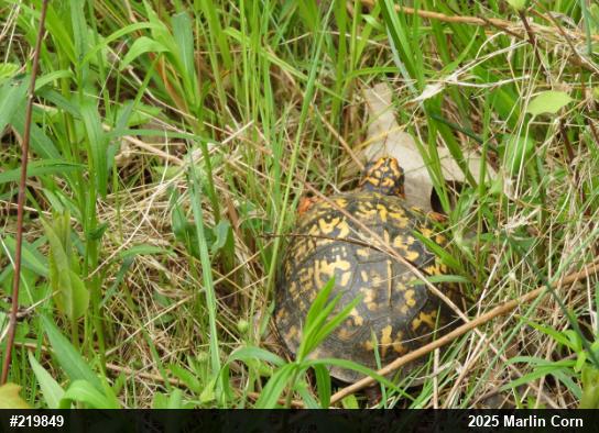 Eastern Box Turtle