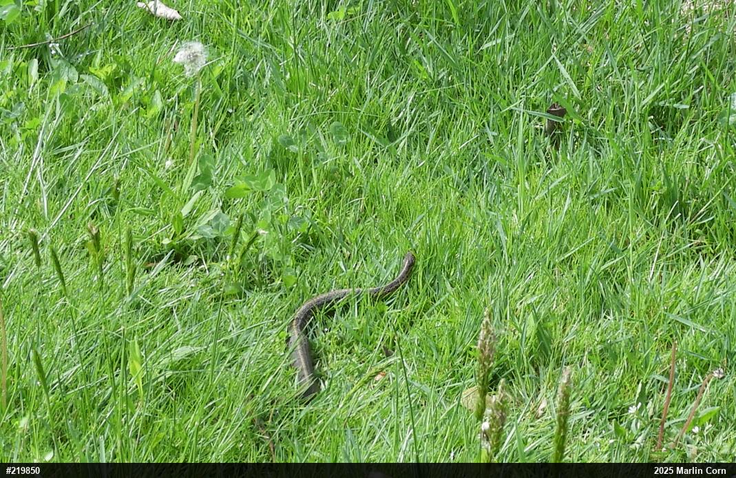 Eastern Gartersnake