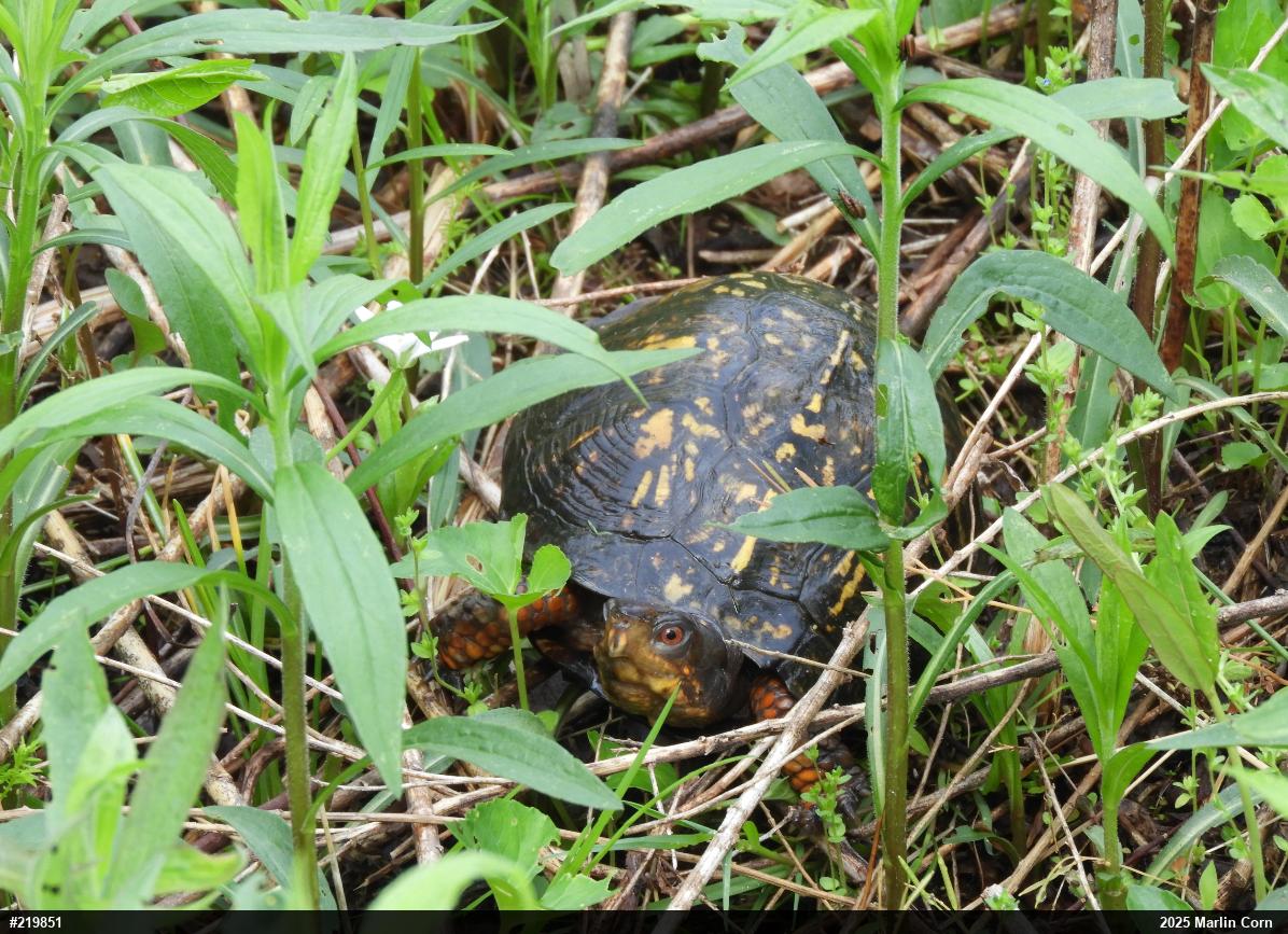 Eastern Box Turtle
