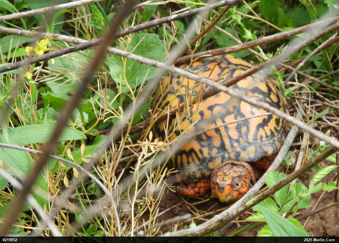 Eastern Box Turtle