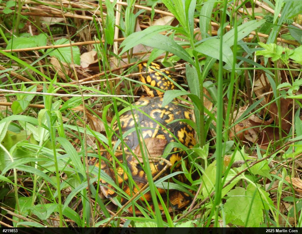 Eastern Box Turtle