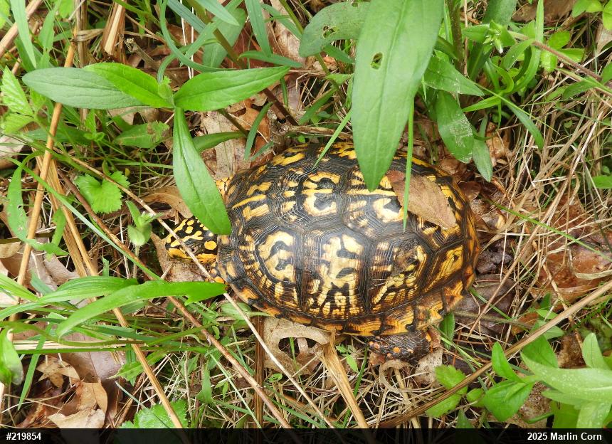 Eastern Box Turtle