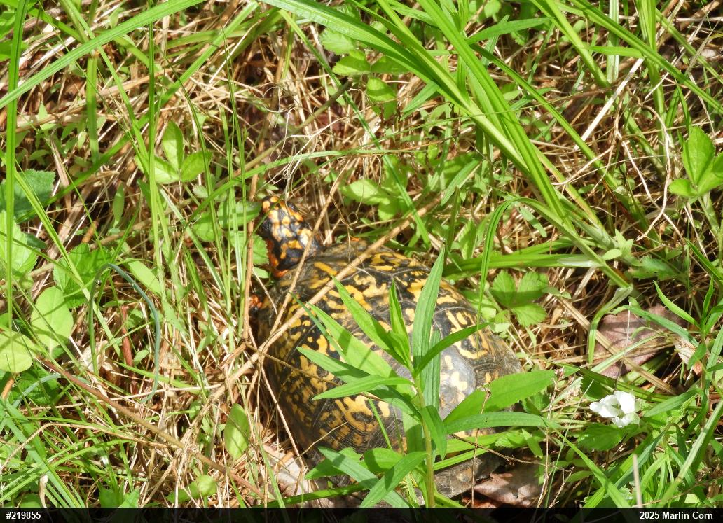 Eastern Box Turtle