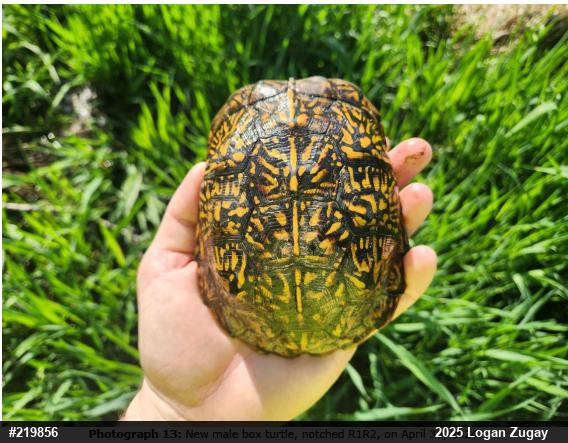 Eastern Box Turtle