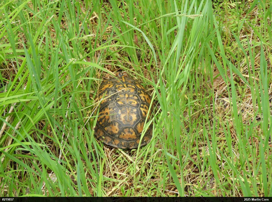 Eastern Box Turtle