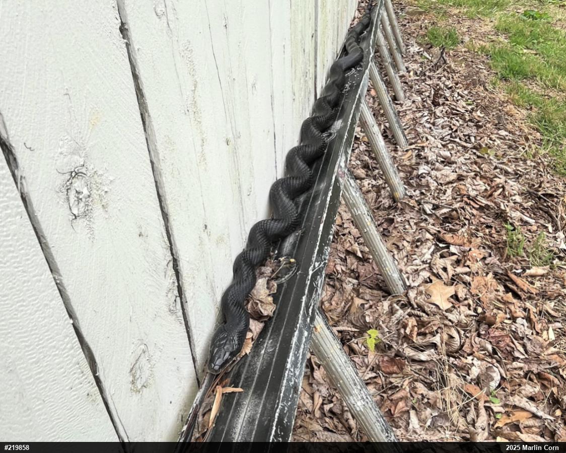Eastern Ratsnake