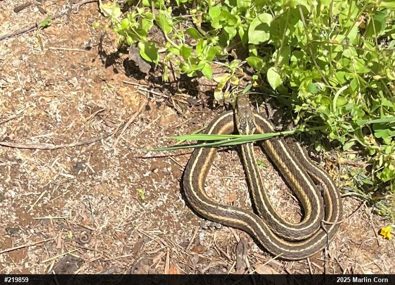 Eastern Gartersnake