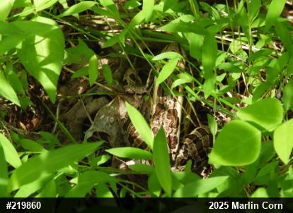 Pickerel Frog
