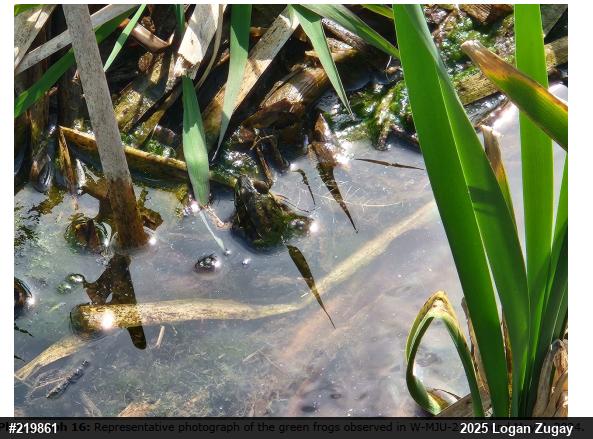 Green Frog