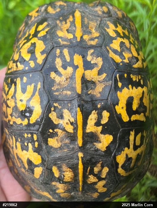 Eastern Box Turtle