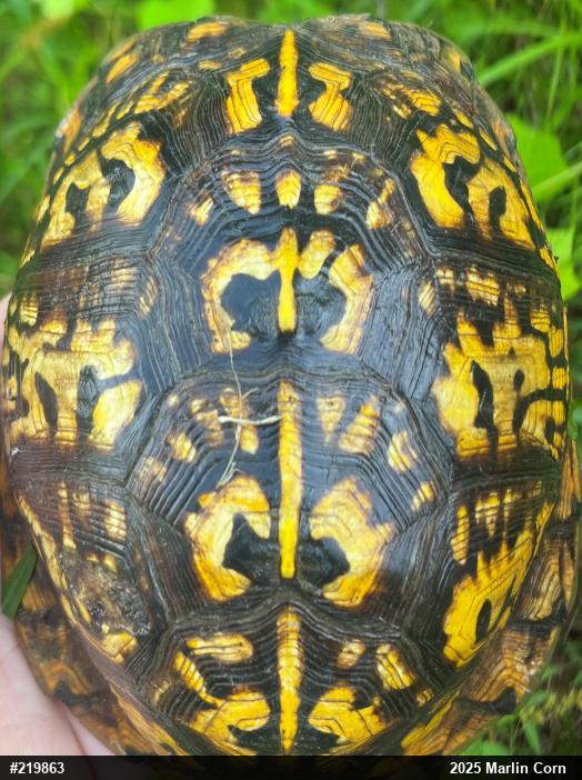 Eastern Box Turtle