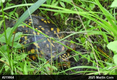 Eastern Box Turtle