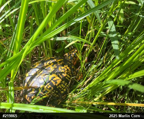 Eastern Box Turtle