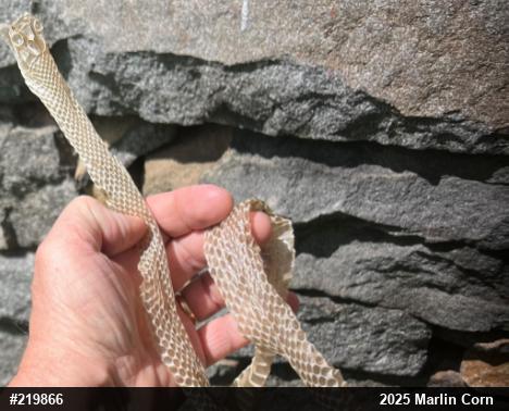 Northern Black Racer