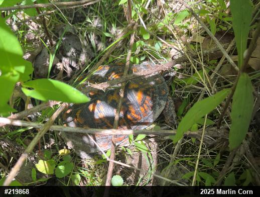 Eastern Box Turtle