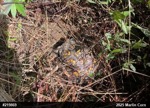 Eastern Box Turtle