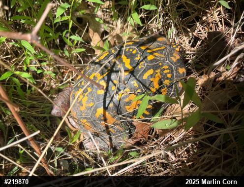 Eastern Box Turtle