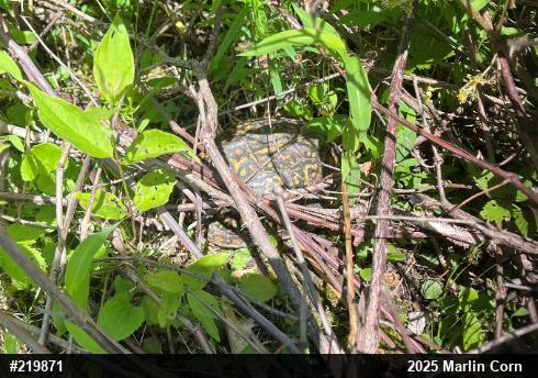Eastern Box Turtle