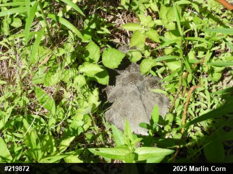 Wood Turtle