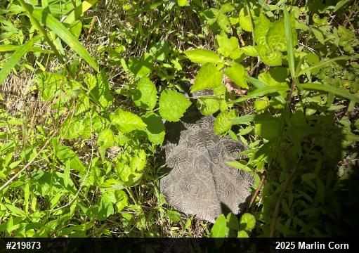Wood Turtle