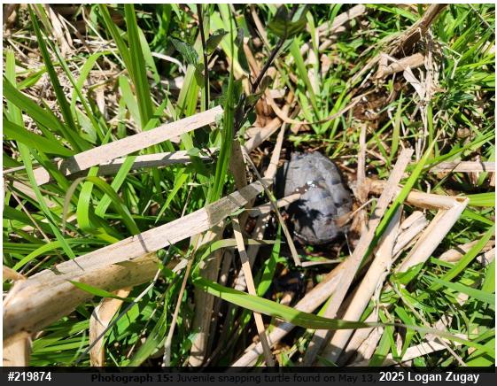 Snapping Turtle