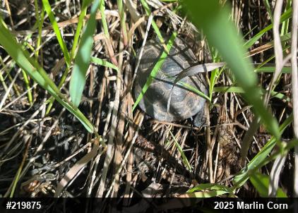 Spotted Turtle