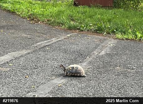 Eastern Box Turtle