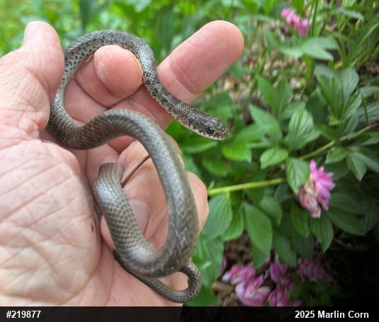 Northern Black Racer