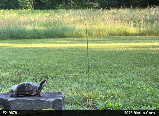 Eastern Box Turtle