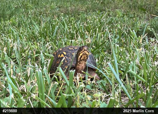 Eastern Box Turtle