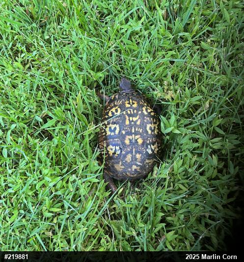 Eastern Box Turtle