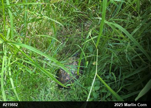 Eastern Box Turtle