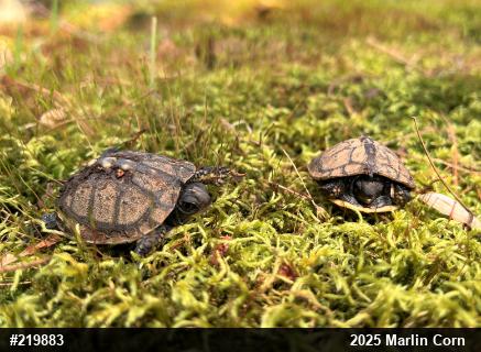 Eastern Box Turtle