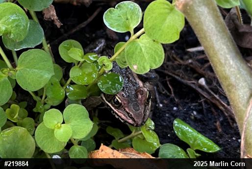 Pickerel Frog