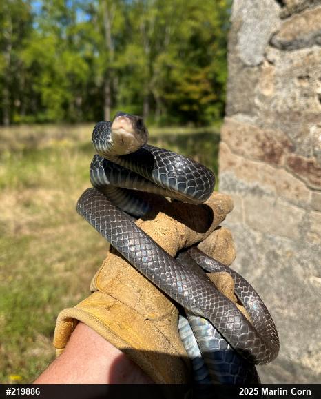 Northern Black Racer