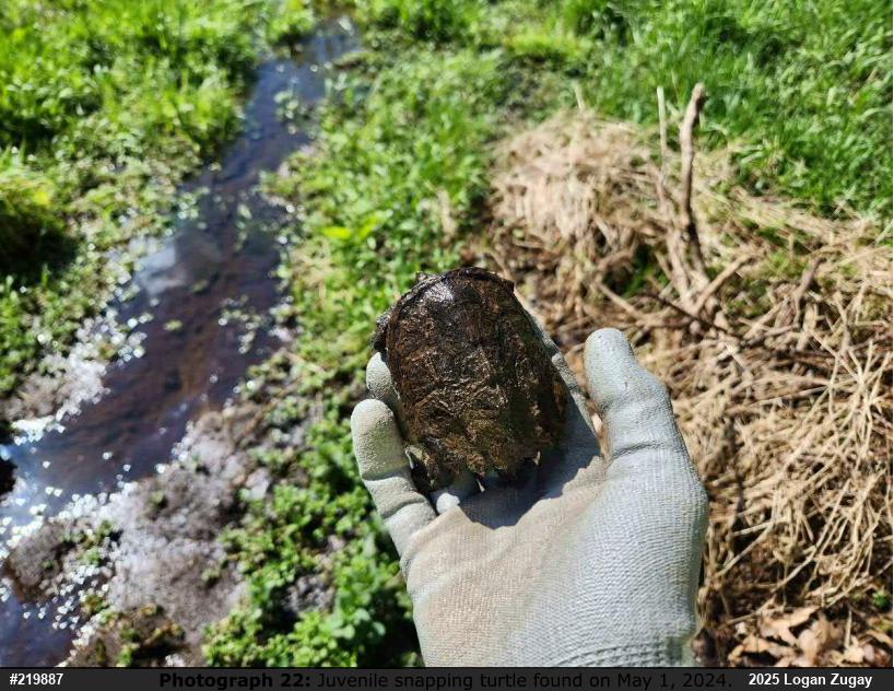 Snapping Turtle