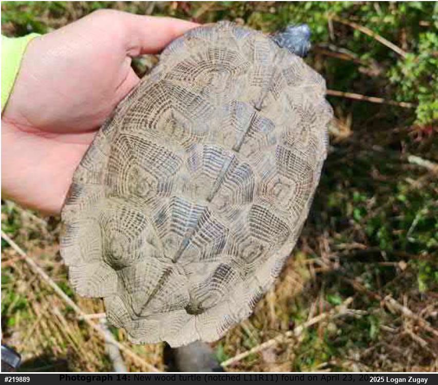Wood Turtle