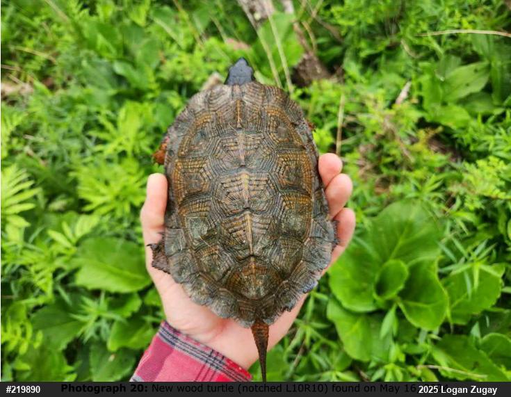 Wood Turtle