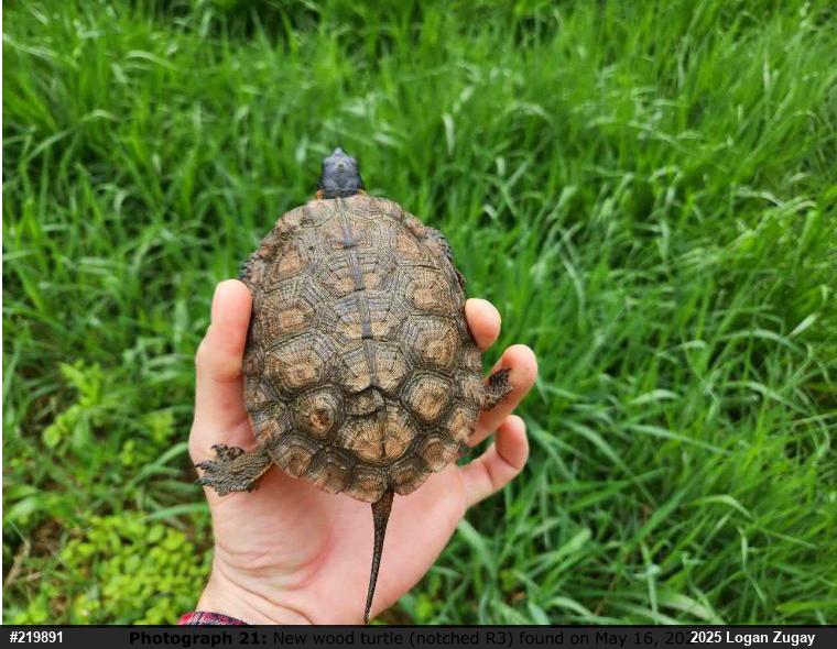 Wood Turtle