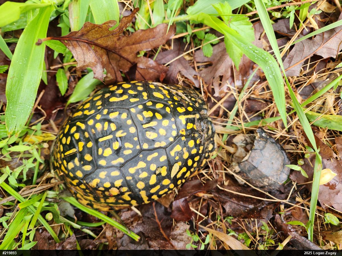Eastern Box Turtle