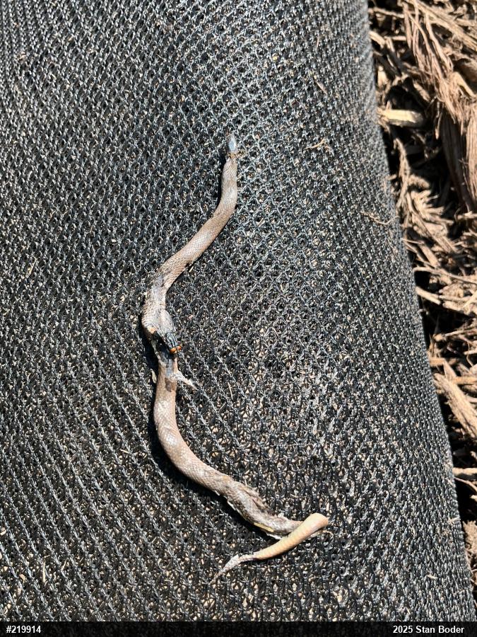 Mountain Earthsnake
