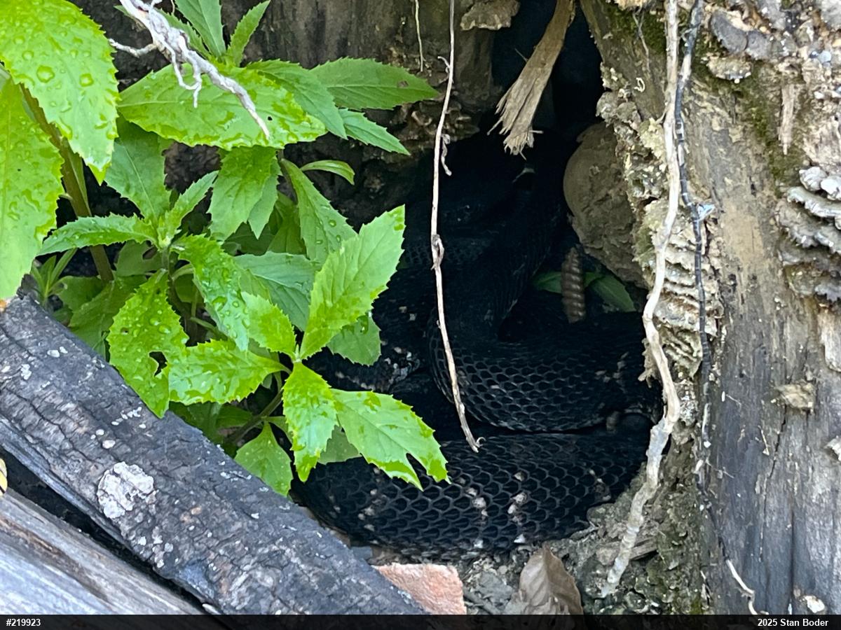 Timber Rattlesnake